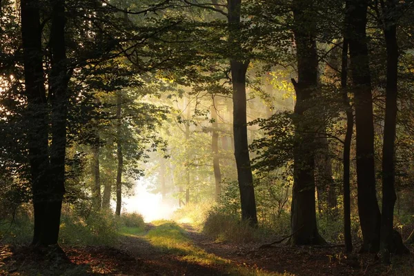 Route Campagne Travers Forêt Automne Par Matin Brumeux — Photo