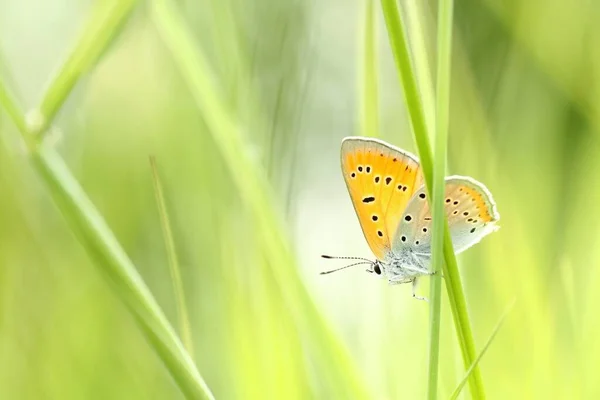 Motýl Jarní Louce Slunci — Stock fotografie