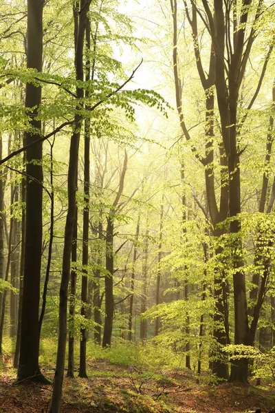 Foresta Faggio Primaverile All Alba Con Tempo Nebbioso — Foto Stock
