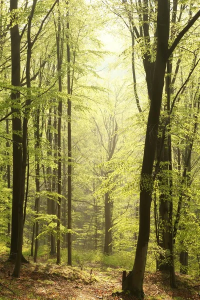 Mglisty Wiosenny Las Bukowy Świcie — Zdjęcie stockowe