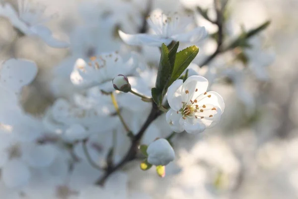 春天的花朵在树上绽放 — 图库照片