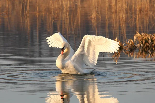 Лебедь Расправляет Крылья Солнечное Утро — стоковое фото