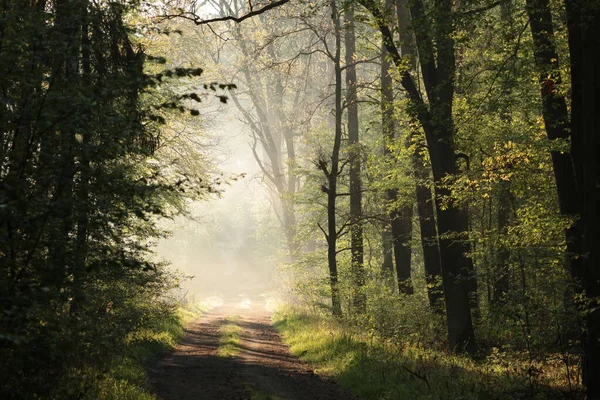 Landstraße Durch Nebligen Wald Bei Sonnenaufgang — Stockfoto