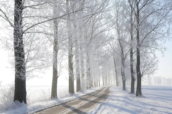 Winter Rural Road Trees Covered Frost Dawn Stock Picture