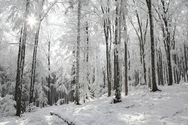 阳光明媚 霜冻的早晨 鸟瞰着冬季山毛榉林 — 图库照片