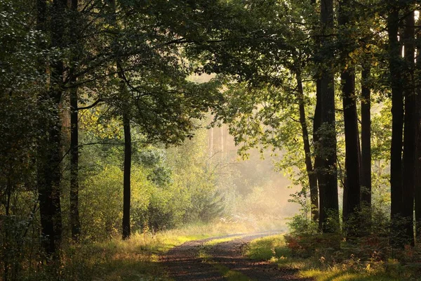 Sentier Forestier Par Une Matinée Brumeuse Tôt Automne — Photo