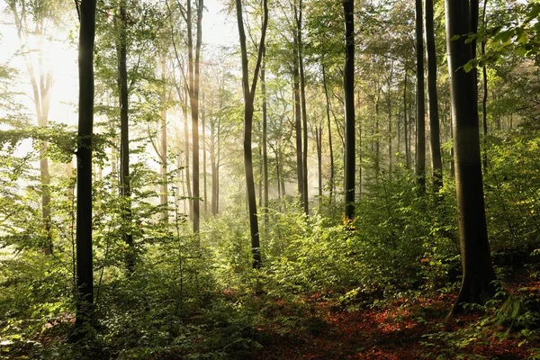 Bokträd Höstskogen Dimmig Morgon — Stockfoto