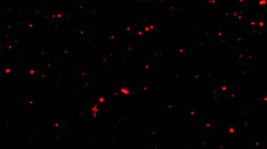 Birkaç küçük ve keskin kırmızı beş şubelere yıldız siyah bir arka plan ile yağmur