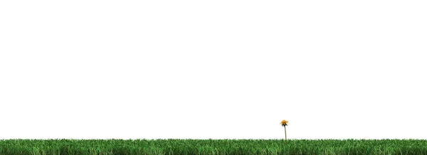 Pasek Dobrze Wyciąć Zielona Trawa Tylko Jeden Żółty Mniszek Białym — Zdjęcie stockowe