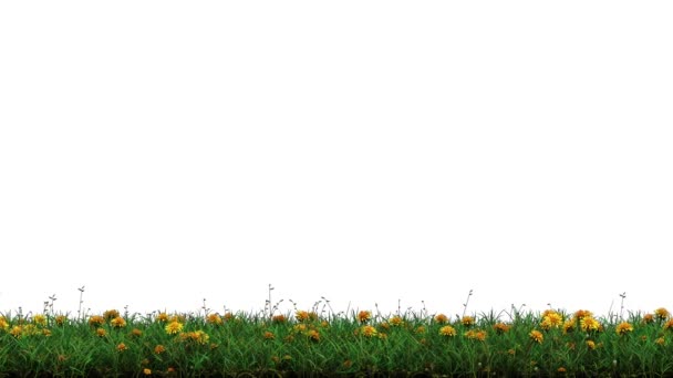 Left Right Motion Wild Green Grass Dandelions Yellowheads Strip Alpha — Stock Video