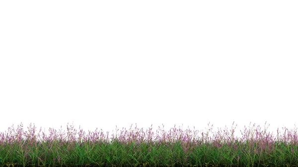 Taśmy Dzika Trawa Zielony Wiele Małe Fioletowe Kwiaty Białym Tle — Zdjęcie stockowe