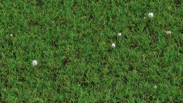 Vista Para Cima Campo Com Grama Selvagem Apenas Seis Dentes — Fotografia de Stock