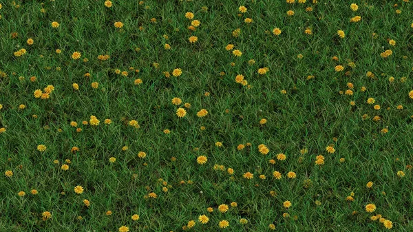 Vista Para Cima Campo Com Grama Selvagem Muitos Dentes Leão — Fotografia de Stock