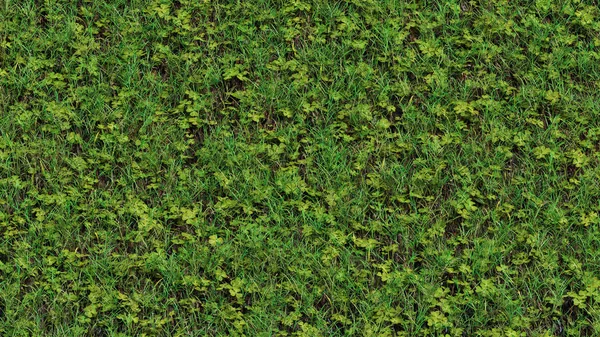 Vista para cima do campo de grama selvagem fina e lotes de trevos erva — Fotografia de Stock