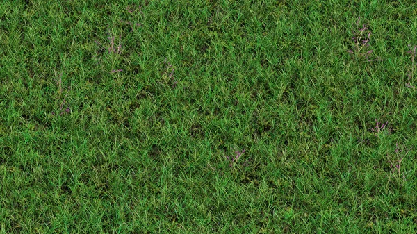 Up View of Field of wild grass and Few Purple Lovegrass flowers — Stock Photo, Image