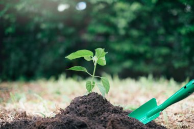 Bitki parlayan. Toprak yeşil ve dünya kavramı kaydetmek.
