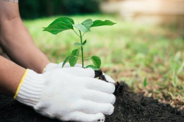 İki eli dikilecek fide tutuyordun. Dünya kavramı kaydetmek.