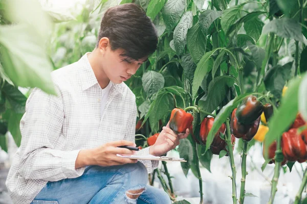 Smart Farming Using Modern Technologies Agriculture Young Agronomist Farmer Using — Stock Photo, Image