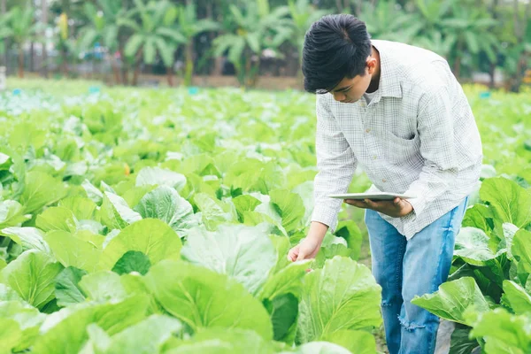 Smart farming using modern technologies in agriculture. Young  agronomist farmer using apps and internet reading report form tablet. Technology and agriculture concept.
