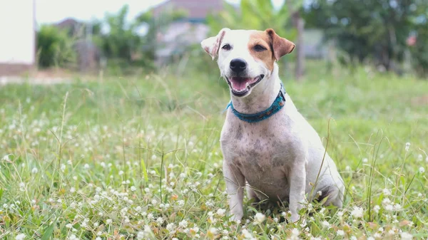 Ack russell dog sitting in grass. — Stock Photo, Image