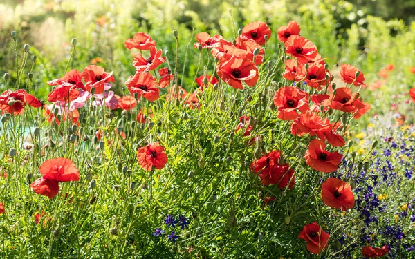 Çiçekli gelincikler ve yabani çiçekler permakültür bahçesinde