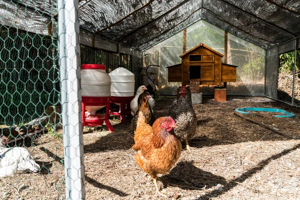 Geniş bir kuş ve kümeste yumurtlayan tavukların aile üretimi..