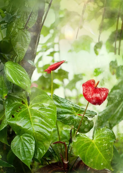 Giardino Tropicale Sotto Pioggia Dei Monsoni — Foto Stock