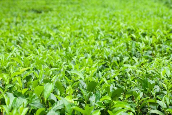 Plantação Chá Agricultura Fundo — Fotografia de Stock