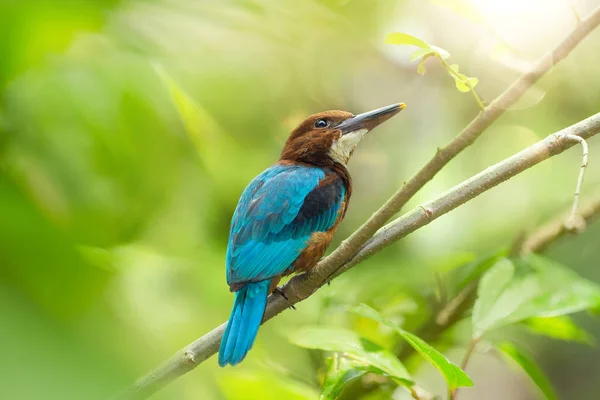 Bambino Uccelli Martin Pescatore Tropicale — Foto Stock