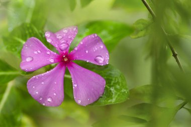 Vinca veya Madagaskar yağmur damlalı Periwinkle Çiçeği