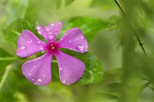 Vinca Vagy Madagaszkár Periwinkle Virág Esőcseppekkel — Stock Fotó