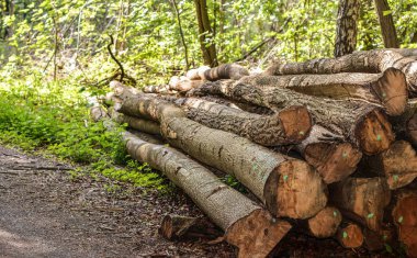 Kes ve işaretli ağaç günlükleri bir orman yolu kenarında