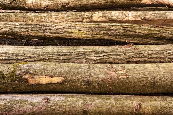 Background Pine Tree Logs Fresh Cut Stacked — Stock Photo, Image