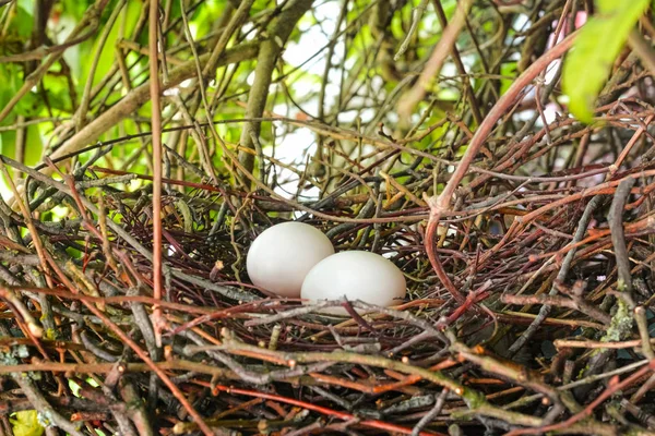 Nido Piccioni Con Due Uova Primo Piano Colpo — Foto Stock