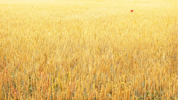 Wheat field background — Stock Photo, Image