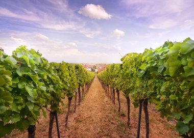 şehir manzaralı wineyard tepe