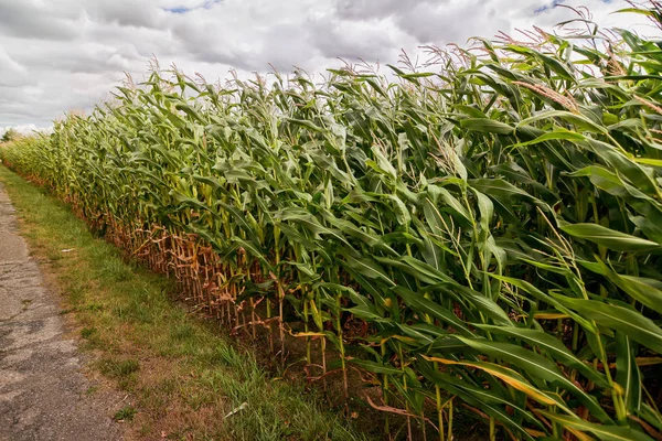 Corn field Royalty Free Stock Images