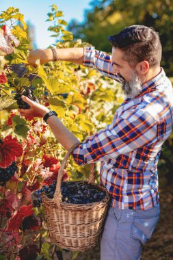Bağ, hasır şapka ile olgun şarap üreticisi