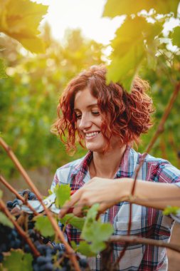 Kıvırcık genç kadın kesme üzüm, üzüm bağı