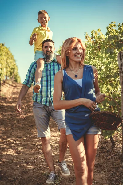 Familia Sonriente Joven Caminando Divirtiéndose Viñedo —  Fotos de Stock