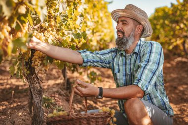 Bağ, hasır şapka ile olgun şarap üreticisi