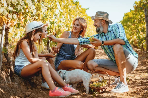 Jeune Famille Souriante Marchant Amusant Dans Vignoble — Photo