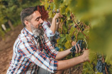 Winemaker kadın kesme üzüm, üzüm bağı ile gülümseyen