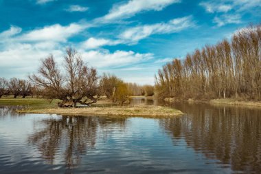Nehir yakınındaki ormanda donmuş ağaçların manzara görünümü 