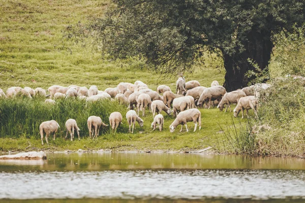 Flock Sheep Lambs Green Meadow Grazing Green Grass Lake — Stock Photo, Image