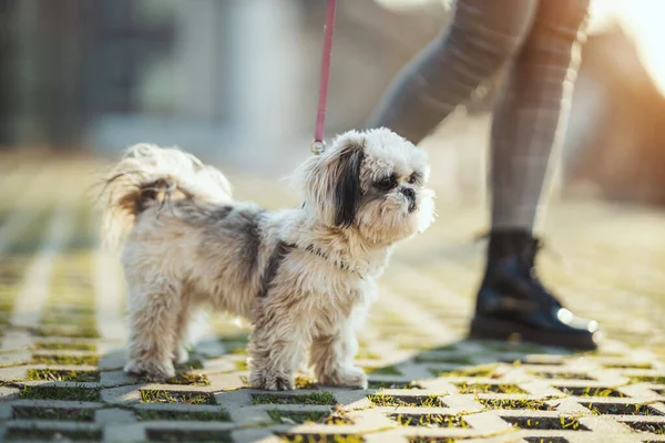 街の通りを歩いている間 犬の歩行者は綱の上に彼女のShish Tzuペットと一緒に進歩 — ストック写真