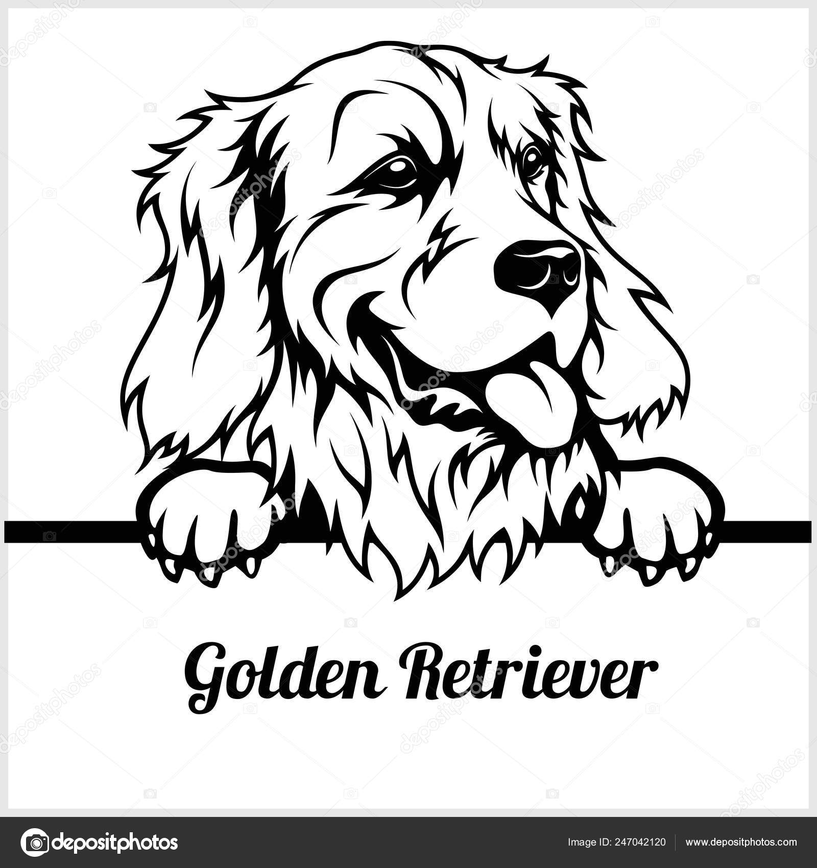 Droll Golden Retriever Drawing Face