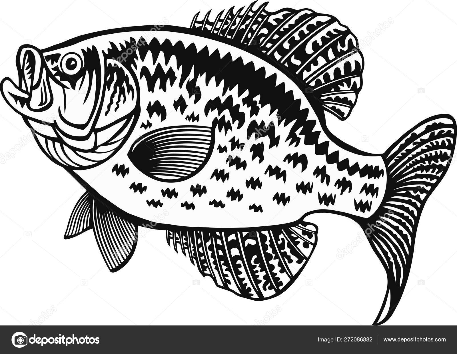 Mojarra imágenes de stock de arte vectorial | Depositphotos