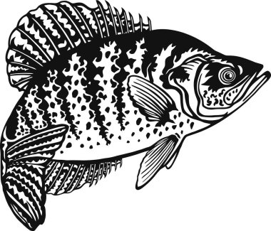 Download Crappie Bass Free Vector Eps Cdr Ai Svg Vector Illustration Graphic Art