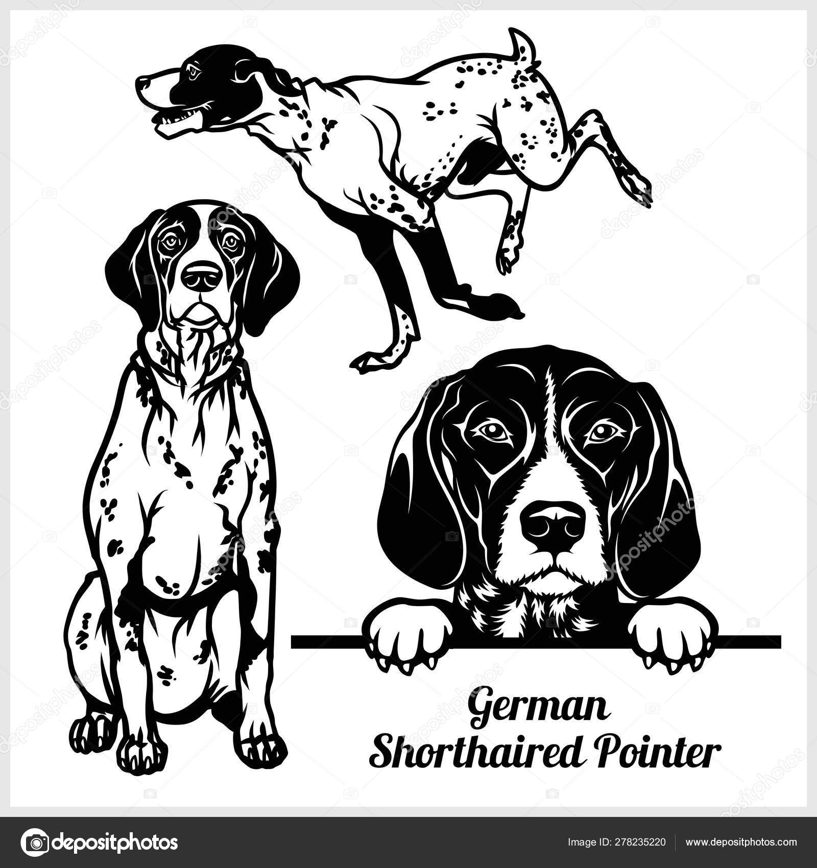 German shorthaired pointer Vector Art Stock Images | Depositphotos